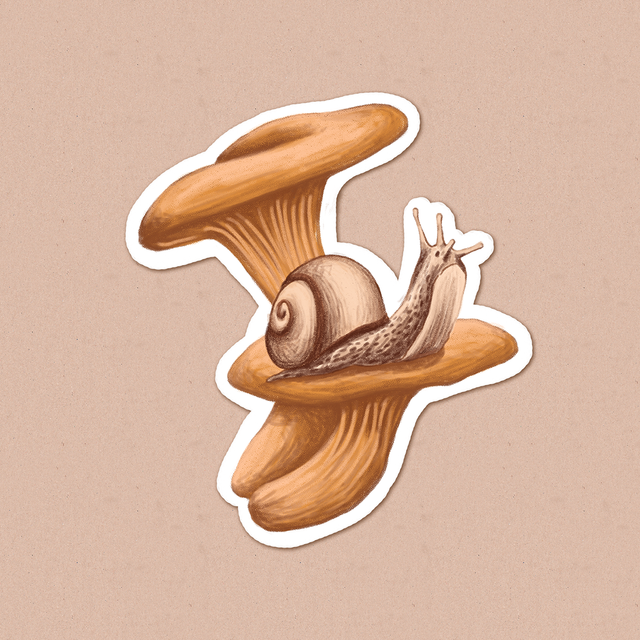 Sticker "A snail on chanterelles", Self-adhesive paper with glossy lamination